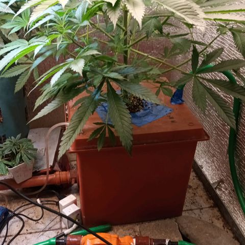 Sublimator Fenotipo N° 1 growlog timeline photo