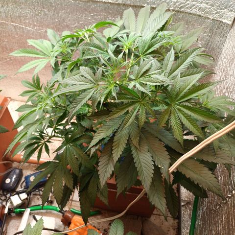 Sublimator Fenotipo N° 1 growlog timeline photo