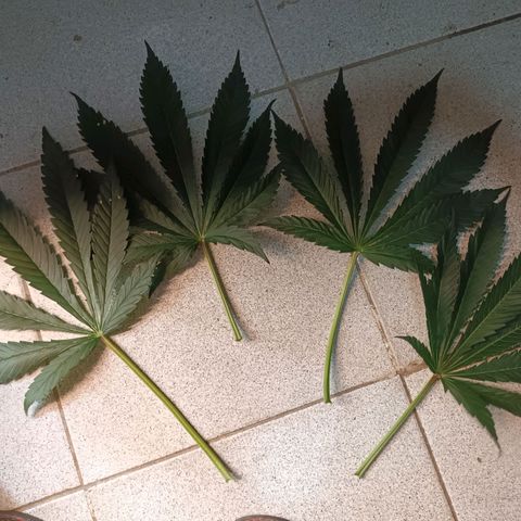 Sublimator Fenotipo N° 1 growlog timeline photo