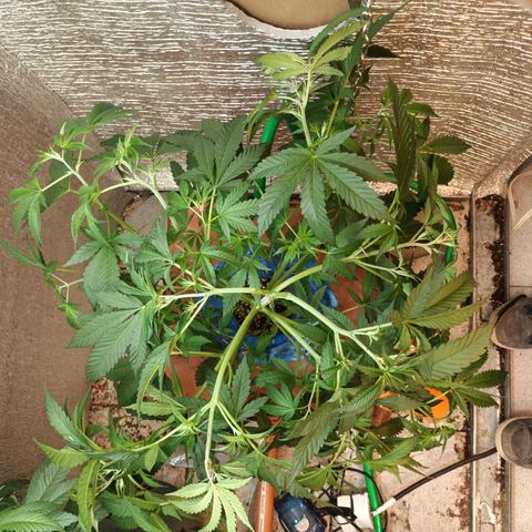 Sublimator Fenotipo N° 1 growlog timeline photo