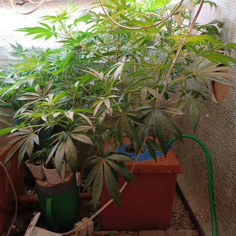 Sublimator Fenotipo N° 1 growlog timeline photo