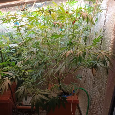 Sublimator Fenotipo N° 1 growlog timeline photo