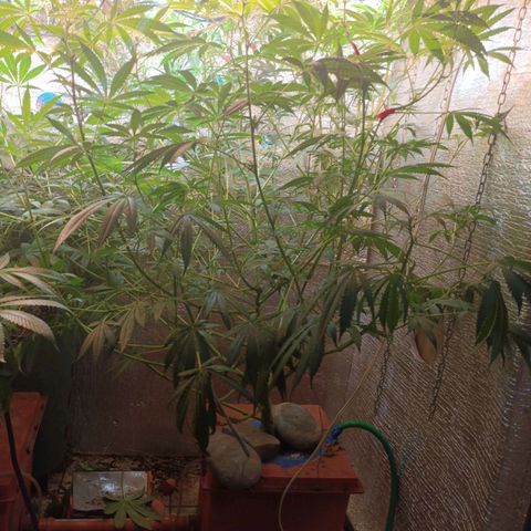 Sublimator Fenotipo N° 1 growlog timeline photo