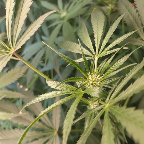 Sublimator Fenotipo N° 1 growlog timeline photo