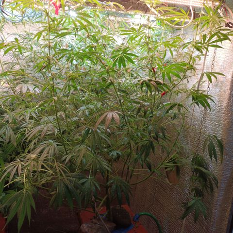 Sublimator Fenotipo N° 1 growlog timeline photo