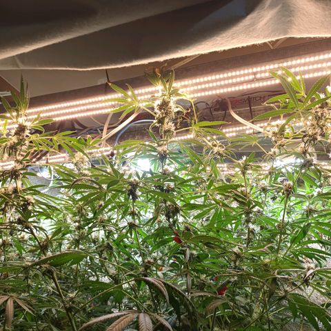 Sublimator Fenotipo N° 1 growlog timeline photo