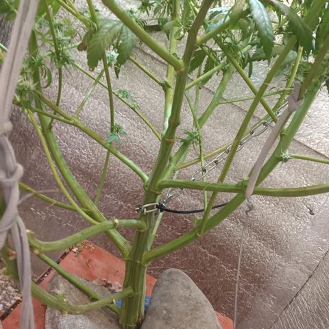 Sublimator Fenotipo N° 1 growlog timeline photo