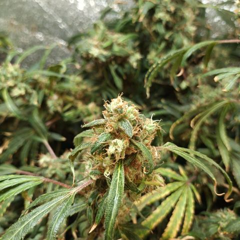Sublimator Fenotipo N° 1 growlog timeline photo