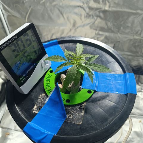 Critical Orange Punch con Scrog en Hidroponia growlog timeline photo