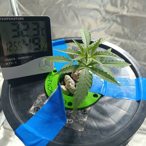 Critical Orange Punch con Scrog en Hidroponia growlog timeline photo
