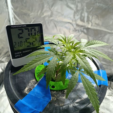 Critical Orange Punch con Scrog en Hidroponia growlog timeline photo