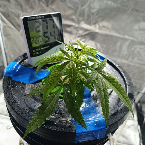 Critical Orange Punch con Scrog en Hidroponia growlog timeline photo