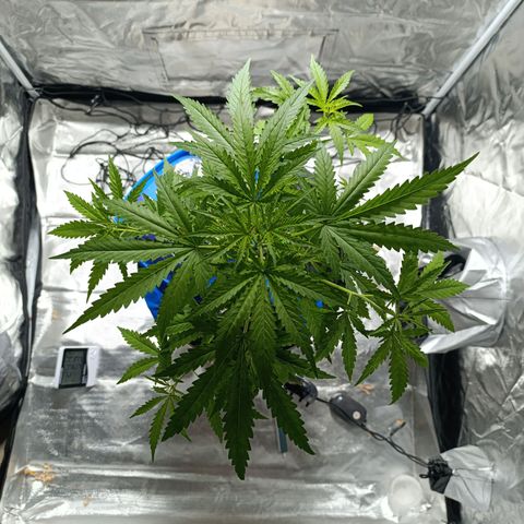 Critical Orange Punch con Scrog en Hidroponia growlog timeline photo