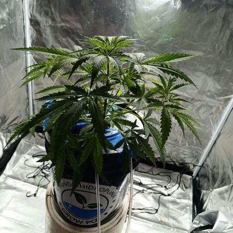 Critical Orange Punch con Scrog en Hidroponia growlog timeline photo