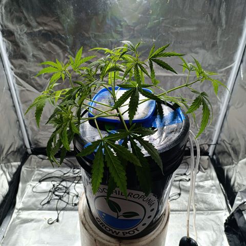 Critical Orange Punch con Scrog en Hidroponia growlog timeline photo