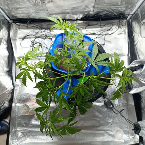 Critical Orange Punch con Scrog en Hidroponia growlog timeline photo