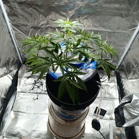 Critical Orange Punch con Scrog en Hidroponia growlog timeline photo