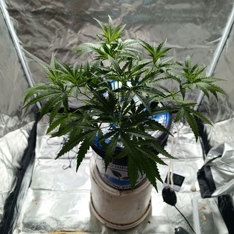 Critical Orange Punch con Scrog en Hidroponia growlog timeline photo