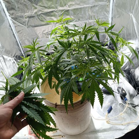 Critical Orange Punch con Scrog en Hidroponia growlog timeline photo