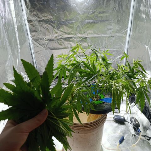 Critical Orange Punch con Scrog en Hidroponia growlog timeline photo