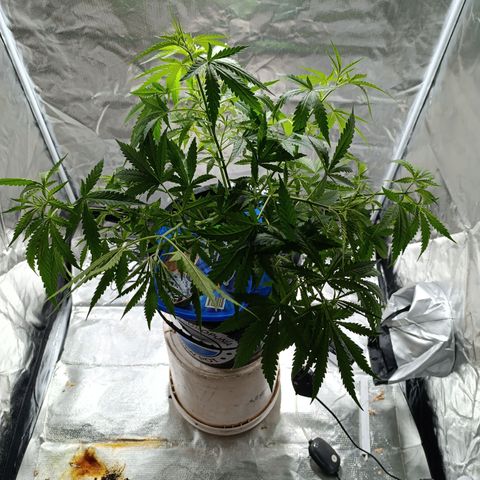 Critical Orange Punch con Scrog en Hidroponia growlog timeline photo