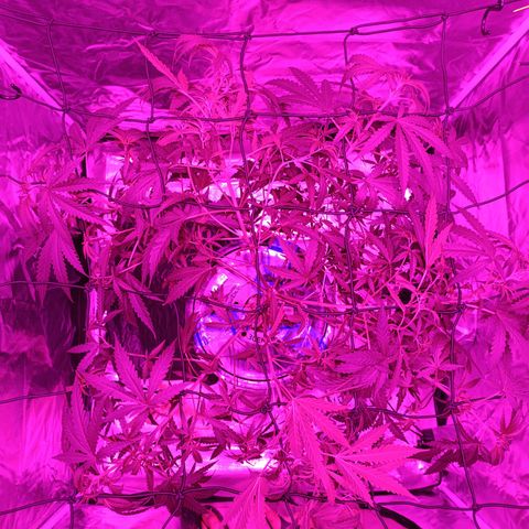 Critical Orange Punch con Scrog en Hidroponia growlog timeline photo