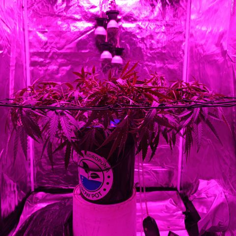 Critical Orange Punch con Scrog en Hidroponia growlog timeline photo