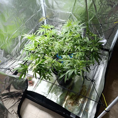 Critical Orange Punch con Scrog en Hidroponia growlog timeline photo