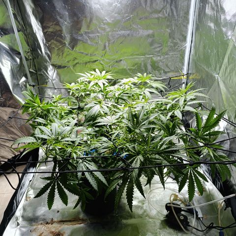 Critical Orange Punch con Scrog en Hidroponia growlog timeline photo