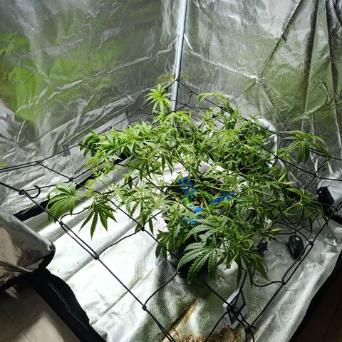 Critical Orange Punch con Scrog en Hidroponia growlog timeline photo