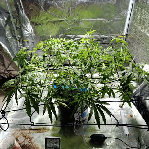 Critical Orange Punch con Scrog en Hidroponia growlog timeline photo