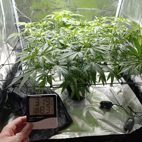 Critical Orange Punch con Scrog en Hidroponia growlog timeline photo