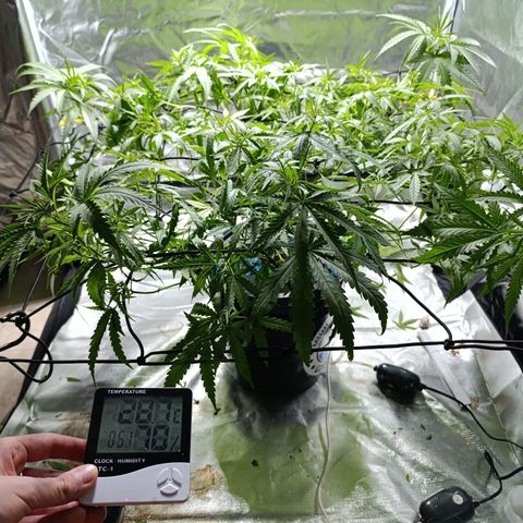 Critical Orange Punch con Scrog en Hidroponia growlog timeline photo