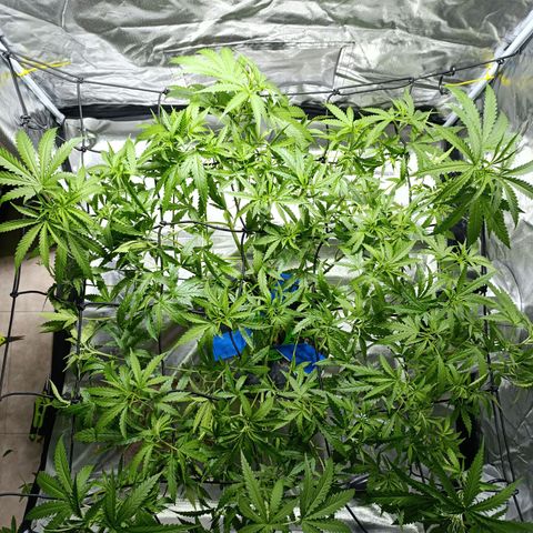 Critical Orange Punch con Scrog en Hidroponia growlog timeline photo