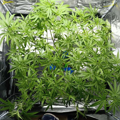 Critical Orange Punch con Scrog en Hidroponia growlog timeline photo