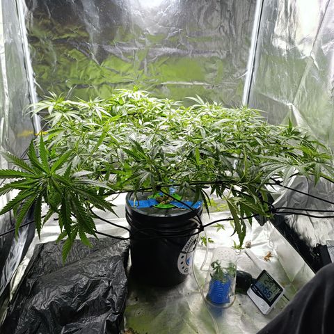 Critical Orange Punch con Scrog en Hidroponia growlog timeline photo
