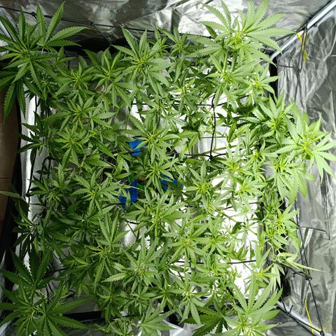 Critical Orange Punch con Scrog en Hidroponia growlog timeline photo