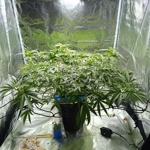 Critical Orange Punch con Scrog en Hidroponia growlog timeline photo