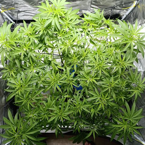 Critical Orange Punch con Scrog en Hidroponia growlog timeline photo