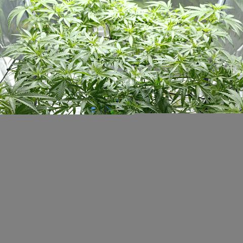 Critical Orange Punch con Scrog en Hidroponia growlog timeline photo