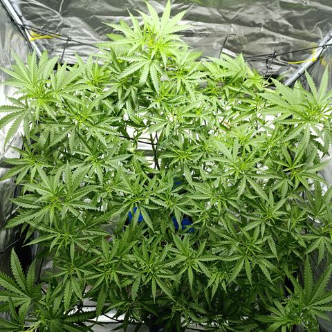 Critical Orange Punch con Scrog en Hidroponia growlog timeline photo