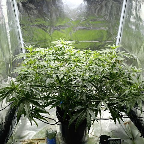 Critical Orange Punch con Scrog en Hidroponia growlog timeline photo