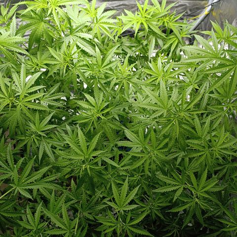 Critical Orange Punch con Scrog en Hidroponia growlog timeline photo