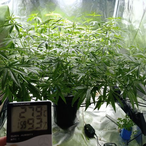 Critical Orange Punch con Scrog en Hidroponia growlog timeline photo