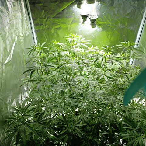 Critical Orange Punch con Scrog en Hidroponia growlog timeline photo