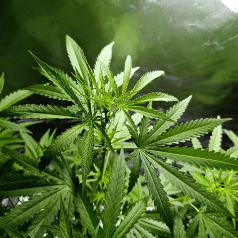 Critical Orange Punch con Scrog en Hidroponia growlog timeline photo