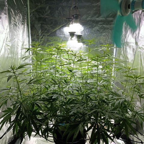 Critical Orange Punch con Scrog en Hidroponia growlog timeline photo