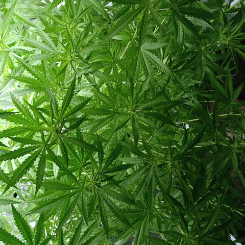 Critical Orange Punch con Scrog en Hidroponia growlog timeline photo