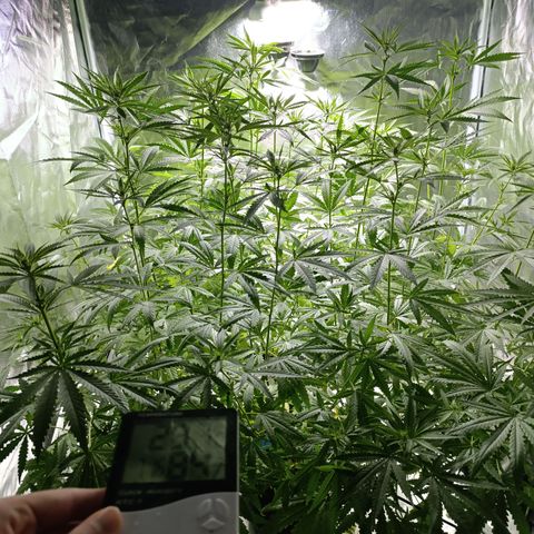 Critical Orange Punch con Scrog en Hidroponia growlog timeline photo