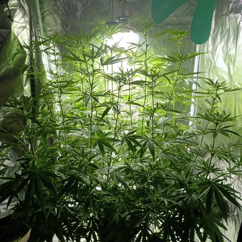 Critical Orange Punch con Scrog en Hidroponia growlog timeline photo
